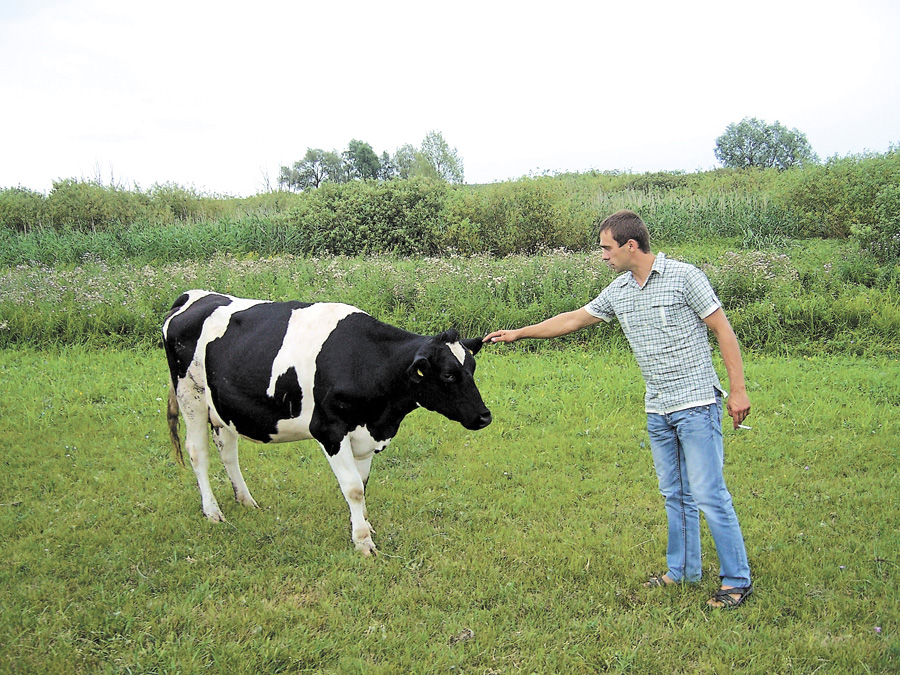 Нинішній сімейний фермер Руслан Жванко ще влітку 2014 року знав, що від цих голландських чорно-рябих безрогих телиць можна буде отримувати багато жирного і якісного молока. Фото автора